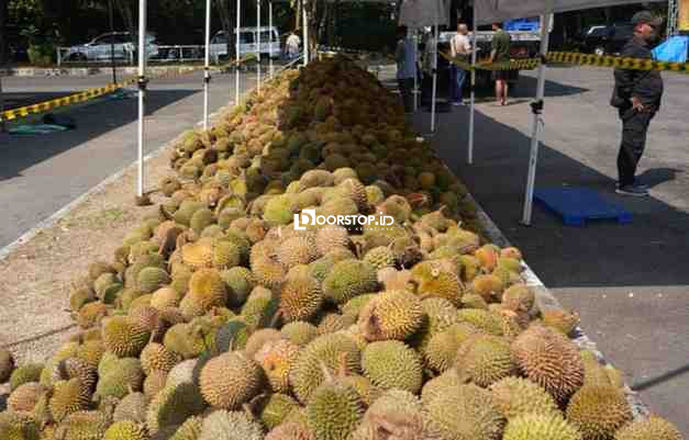 Ribuan Perantau Babel di Yogyakarta Lepas Rindu Lewat Festival 15.000 Durian Kelekak