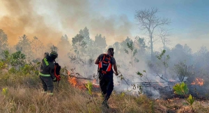 Timgab Polda Babel-Damkar, Berjibaku Padamkan Karhutla di Temberan Pangkalpinang