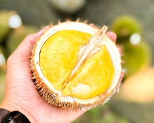 Buruan Daftar! Kontes Durian Lokal Babel 2026 di Desa Pelangas Mulai Dibuka hingga 7 Juli, Gratis