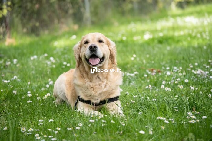 Kenali Anjing Labrador dari Karakter, Sifat, Sampai Cara Merawatnya
