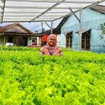 Produktif Bertani di Masa Purnabakti